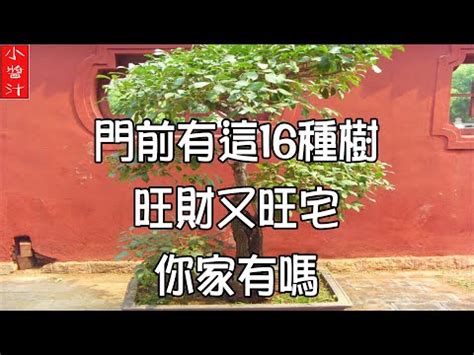 門前種鐵樹